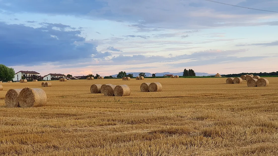 Bottes de paille dans un champ moissonne a Chavannes-de-Bogis, les toits du village a l'horizon au crepuscule