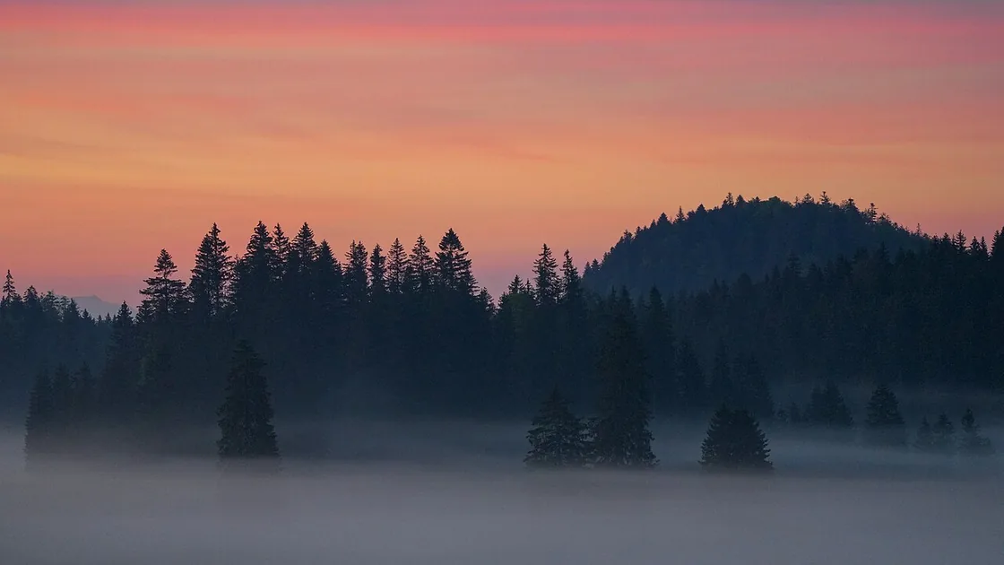 Brume matinale entre les sapins au col de la Givrine, dans le parc naturel regional Jura vaudois