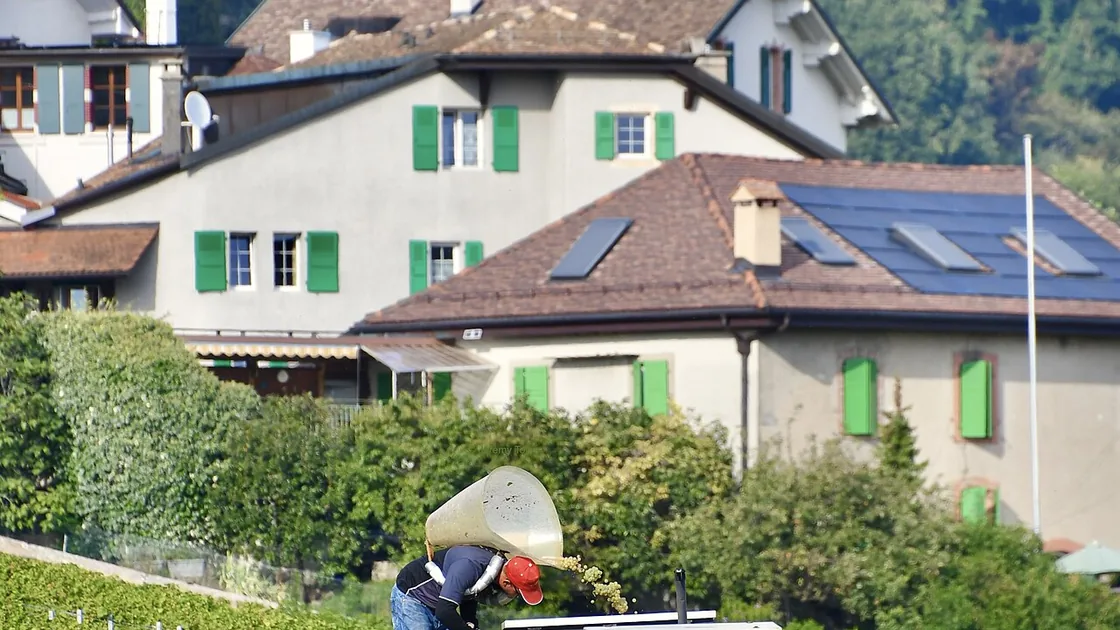 Vendanges à Vinzel : un vendangeur au travail au-dessus des toits du village